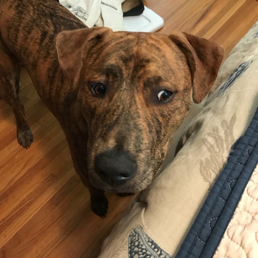 Meet your Posher, Shannan